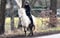 Annuncio cavallo