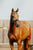 Annuncio cavallo