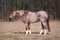 Horse ad