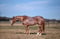 Horse ad