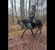 Horse ad