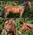 Horse ad