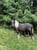 Annuncio cavallo