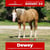 Paardadvertentie