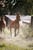 Horse ad
