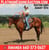 Horse ad
