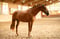 Annuncio cavallo
