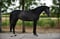Annuncio cavallo