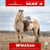 Anuncio de caballos
