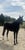 Horse ad