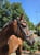 Annonce cheval