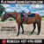 Horse ad