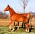 Horse ad