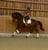 Annuncio cavallo
