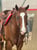 Annuncio cavallo
