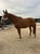 Horse ad