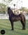 Horse ad
