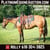 Horse ad