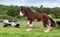Annonce cheval