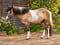 Annuncio cavallo