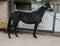 Horse ad