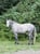 Annonce cheval
