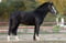 Anuncio de caballos