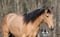 Annonce cheval