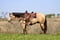 Horse ad