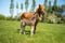 Annuncio cavallo