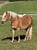 Horse ad