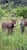 Annuncio cavallo