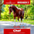 Paardadvertentie