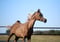 Horse ad