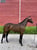 Annuncio cavallo