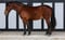 Horse ad