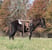 Annonce cheval
