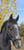 Annonce cheval