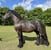 Horse ad