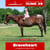 Annuncio cavallo