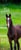 Ogłoszenie konia