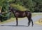 Annuncio cavallo
