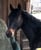Horse ad