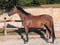 Annonce cheval