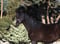 Horse ad