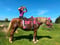 Annuncio cavallo