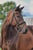 Annuncio cavallo
