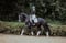 Horse ad