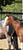 Horse ad