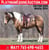 Horse ad